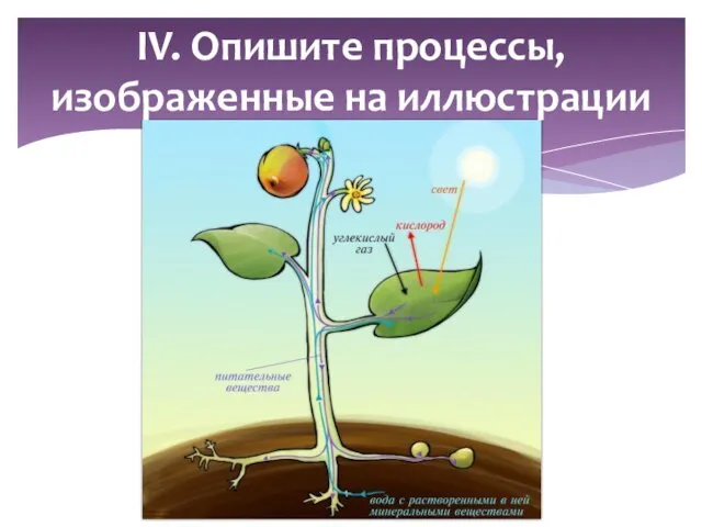 IV. Опишите процессы, изображенные на иллюстрации