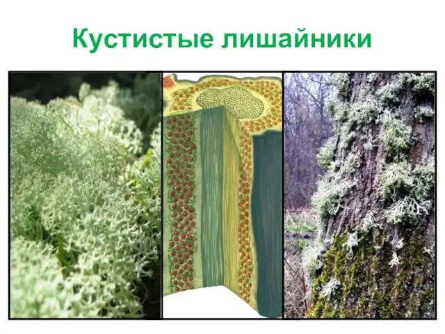 Кустистые лишайники