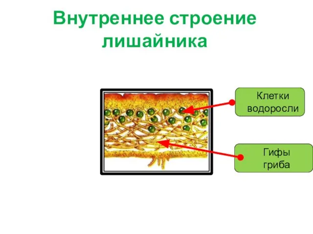 Внутреннее строение лишайника