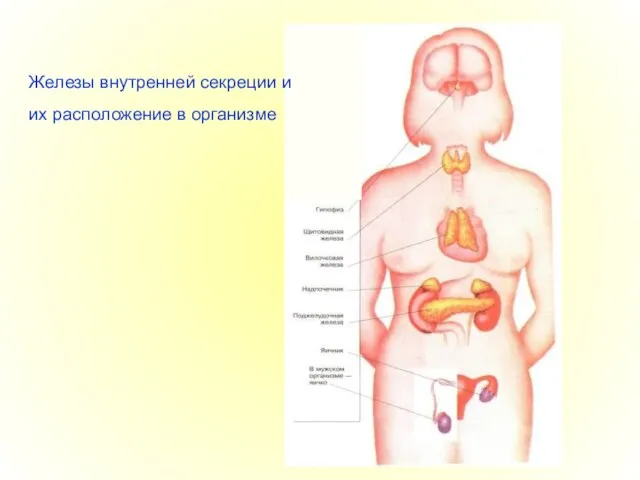 Железы внутренней секреции и их расположение в организме