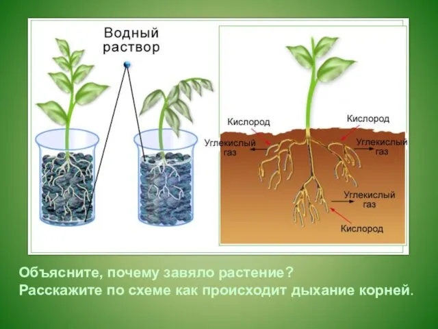 Объясните, почему завяло растение? Расскажите по схеме как происходит дыхание корней.