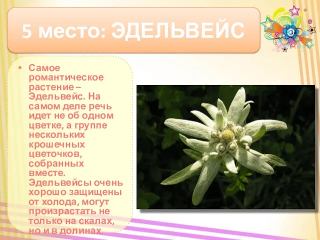 5 место: ЭДЕЛЬВЕЙС Самое романтическое растение – Эдельвейс. На самом деле