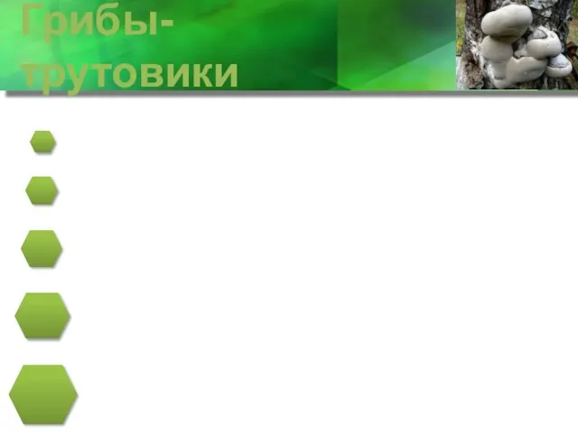 Грибы-трутовики Значение гриба-трутовика Поселяются на стволах и живых и мертвых деревьев.