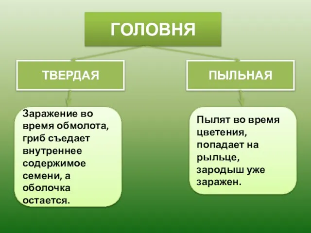 ГОЛОВНЯ ТВЕРДАЯ ПЫЛЬНАЯ Заражение во время обмолота, гриб съедает внутреннее содержимое