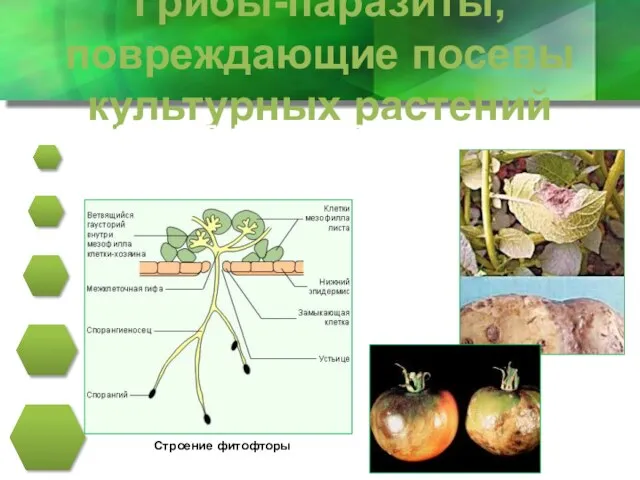 Грибы-паразиты, повреждающие посевы культурных растений Черная гниль на клубнях картофеля, томата - это фитофтора Строение фитофторы