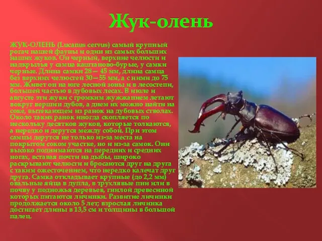 Жук-олень ЖУК-ОЛЕНЬ (Lucanus cervus) самый крупный рогач нашей фауны и один