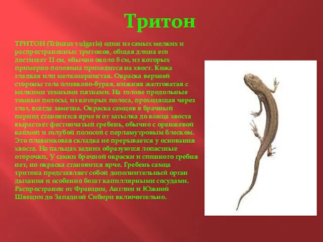 Тритон ТРИТОН (Triturus vulgaris) один из самых мелких и распространенных тритонов,