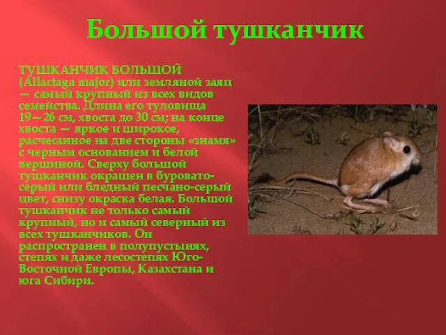 Большой тушканчик ТУШКАНЧИК БОЛЬШОЙ (Allactaga major) или земляной заяц — самый