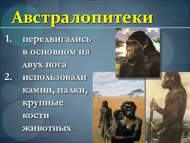 Австралопитеки передвигались в основном на двух нога использовали камни, палки, крупные кости животных