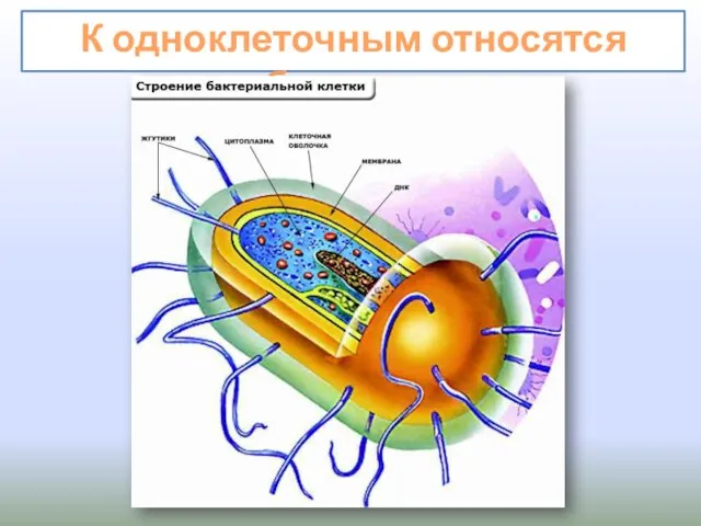 К одноклеточным относятся бактерии