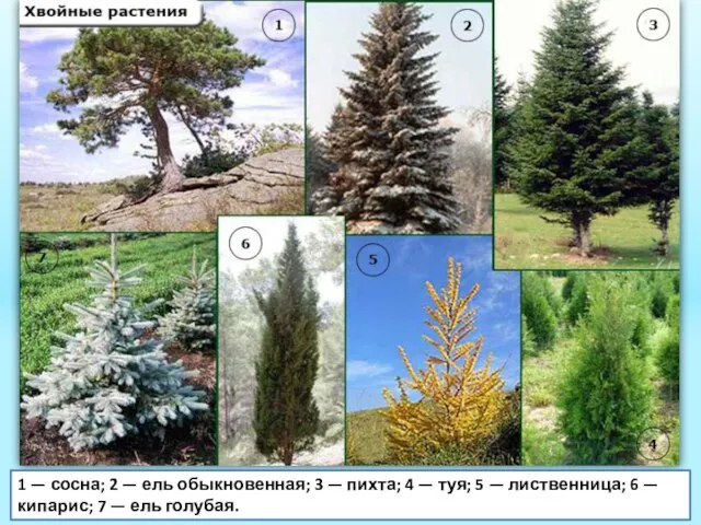 1 — сосна; 2 — ель обыкновенная; 3 — пихта; 4