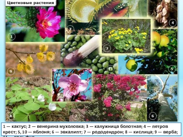 1 — кактус; 2 — венерина мухоловка; 3 — калужница болотная;