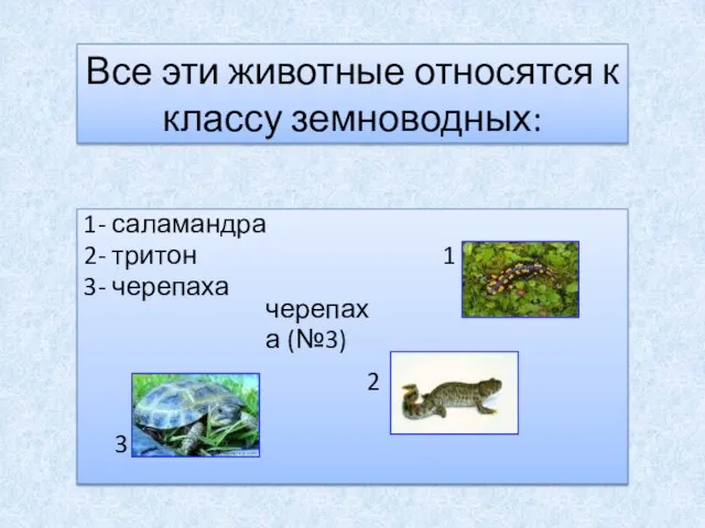 Все эти животные относятся к классу земноводных: 1- саламандра 2- тритон