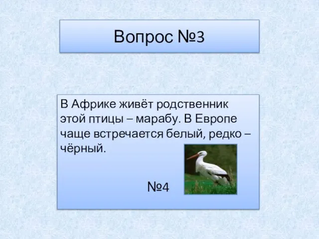 Вопрос №3 В Африке живёт родственник этой птицы – марабу. В