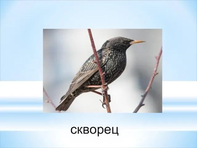 скворец