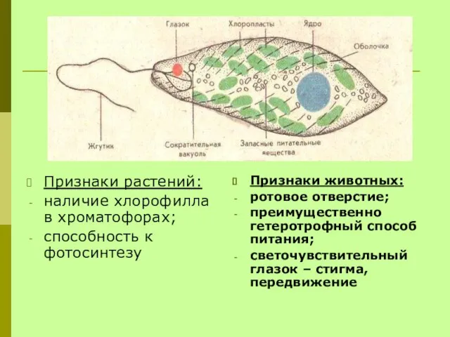 Признаки растений: наличие хлорофилла в хроматофорах; способность к фотосинтезу Признаки животных: