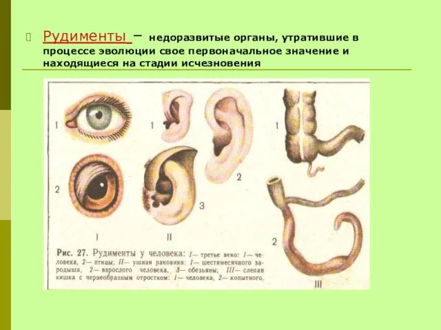 Рудименты – недоразвитые органы, утратившие в процессе эволюции свое первоначальное значение и находящиеся на стадии исчезновения