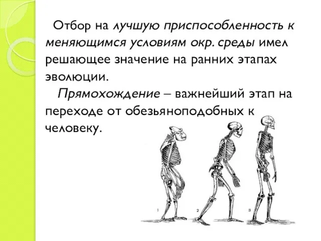 Отбор на лучшую приспособленность к меняющимся условиям окр. среды имел решающее