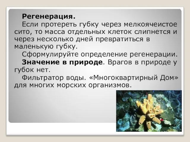 Регенерация. Если протереть губку через мелкоячеистое сито, то масса отдельных клеток