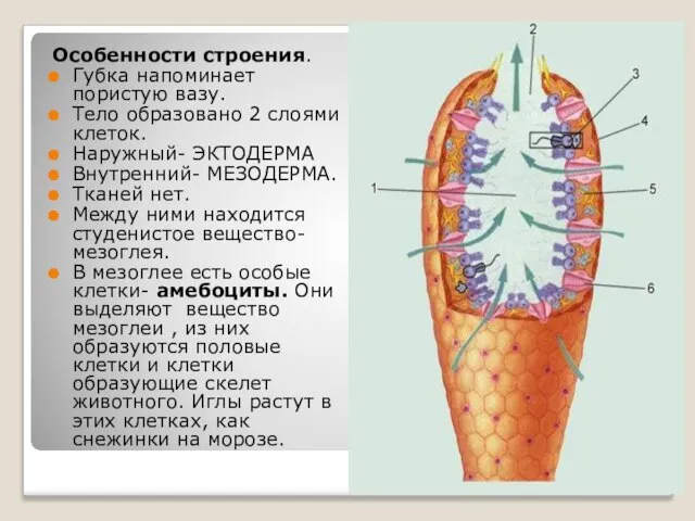 Особенности строения. Губка напоминает пористую вазу. Тело образовано 2 слоями клеток.