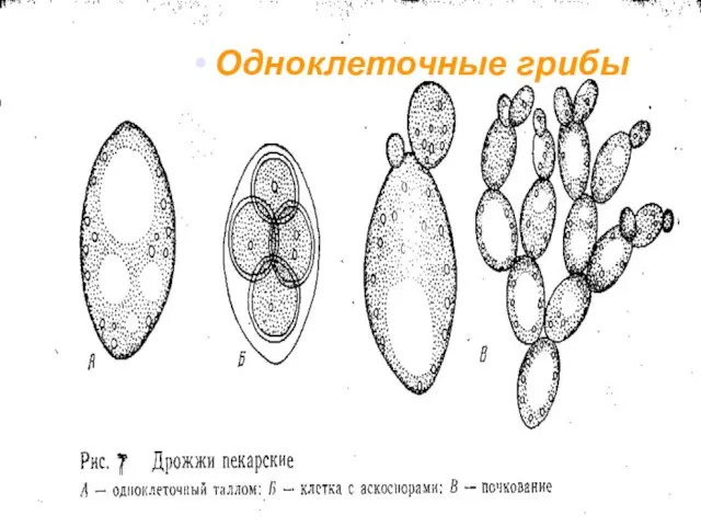 Одноклеточные грибы