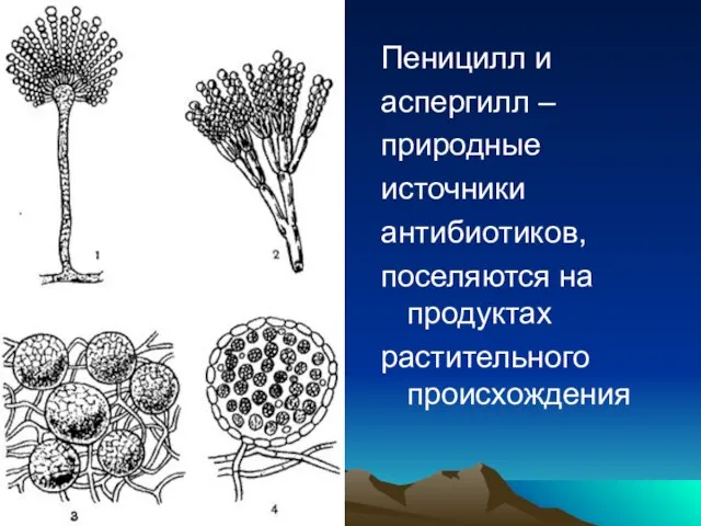 Пеницилл и аспергилл – природные источники антибиотиков, поселяются на продуктах растительного происхождения