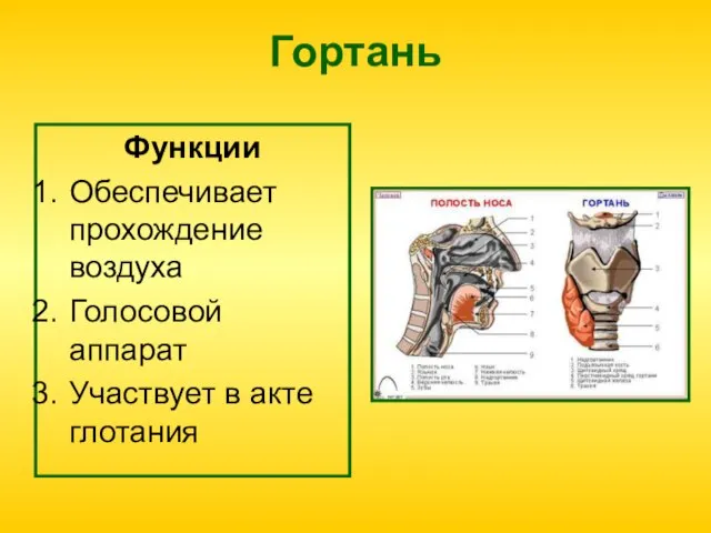 Гортань Функции Обеспечивает прохождение воздуха Голосовой аппарат Участвует в акте глотания