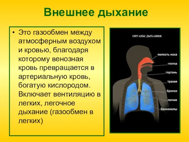 Внешнее дыхание Это газообмен между атмосферным воздухом и кровью, благодаря которому