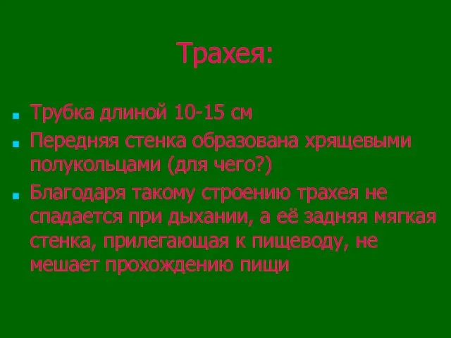 Трахея: Трубка длиной 10-15 см Передняя стенка образована хрящевыми полукольцами (для