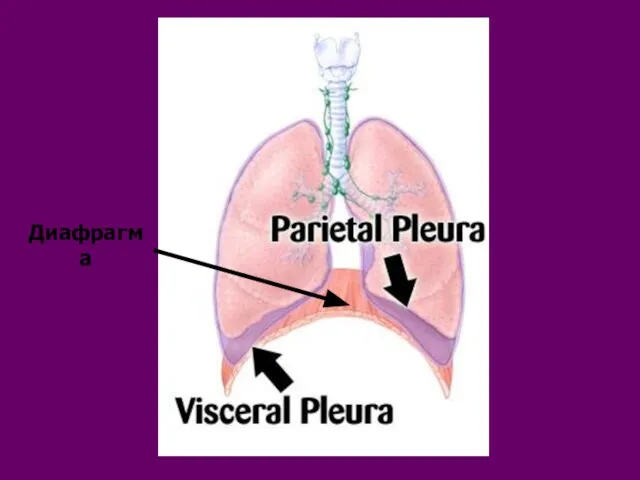 Диафрагма Диафрагма