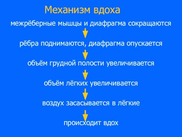 Механизм вдоха межрёберные мышцы и диафрагма сокращаются рёбра поднимаются, диафрагма опускается