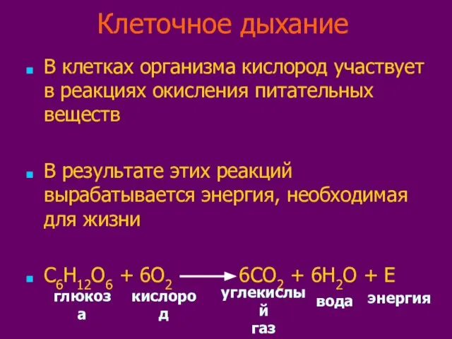 Клеточное дыхание В клетках организма кислород участвует в реакциях окисления питательных