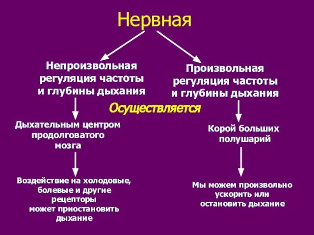 Нервная Непроизвольная регуляция частоты и глубины дыхания Произвольная регуляция частоты и