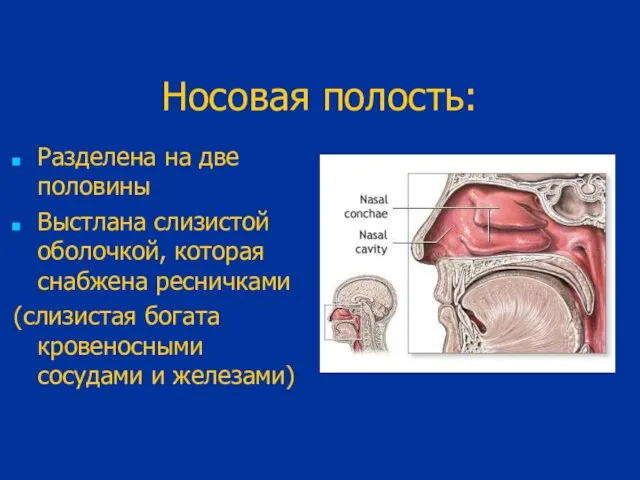 Носовая полость: Разделена на две половины Выстлана слизистой оболочкой, которая снабжена