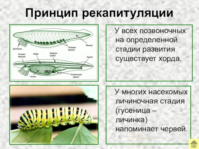 Принцип рекапитуляции У всех позвоночных на определенной стадии развития существует хорда.