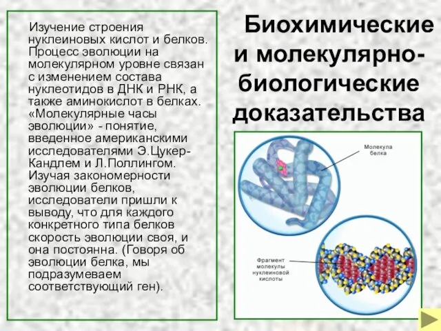 Биохимические и молекулярно-биологические доказательства Изучение строения нуклеиновых кислот и белков. Процесс