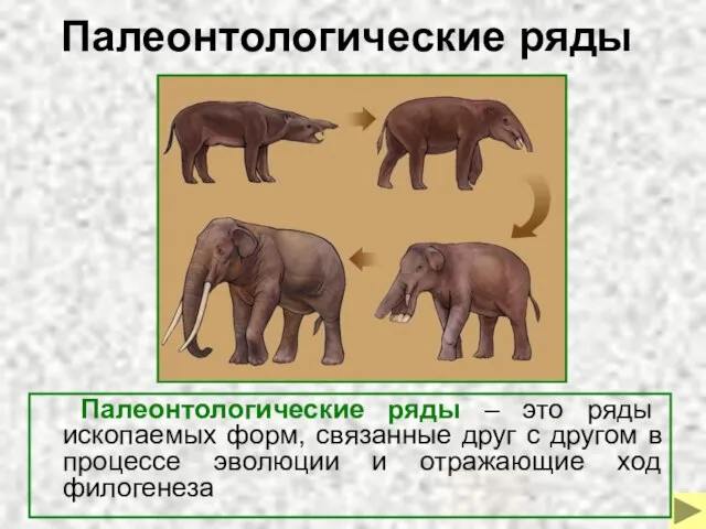 Палеонтологические ряды Палеонтологические ряды – это ряды ископаемых форм, связанные друг