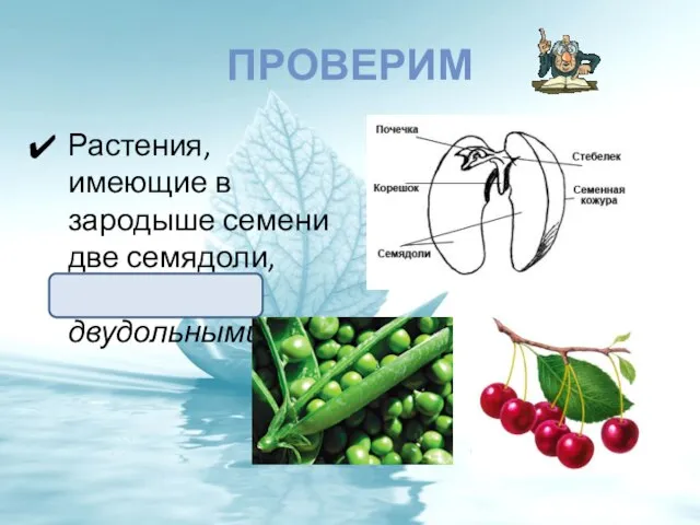 Проверим Растения, имеющие в зародыше семени две семядоли, называют двудольными.