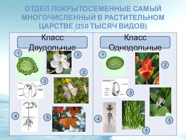 Отдел Покрытосеменные самый многочисленный в растительном царстве (250 тысяч видов) Класс