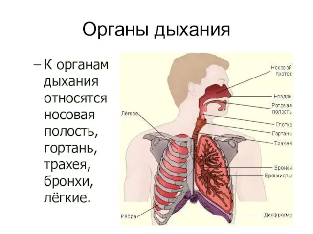 Органы дыхания К органам дыхания относятся носовая полость, гортань, трахея, бронхи, лёгкие.