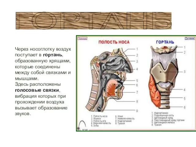 Через носоглотку воздух поступает в гортань, образованную хрящами, которые соединены между