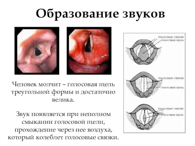 Образование звуков Человек молчит – голосовая щель треугольной формы и достаточно