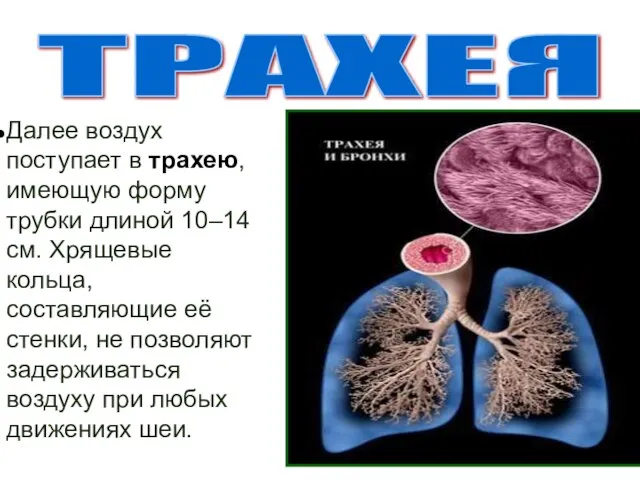 Далее воздух поступает в трахею, имеющую форму трубки длиной 10–14 см.