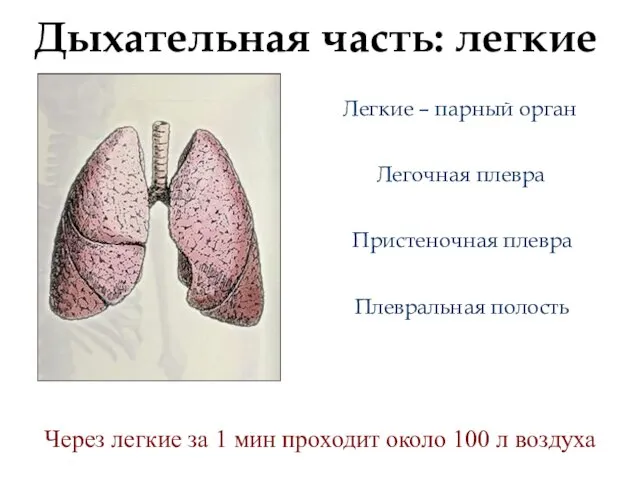 Дыхательная часть: легкие Легочная плевра Легкие – парный орган Пристеночная плевра