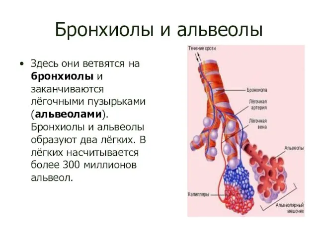 Бронхиолы и альвеолы Здесь они ветвятся на бронхиолы и заканчиваются лёгочными