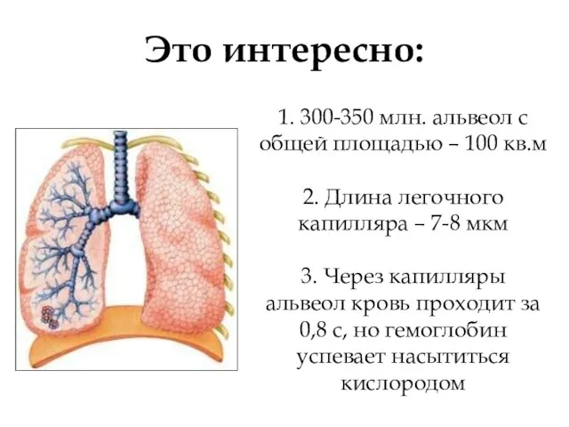 1. 300-350 млн. альвеол с общей площадью – 100 кв.м 2.