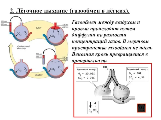 2. Лёгочное дыхание (газообмен в лёгких). Газообмен между воздухом и кровью