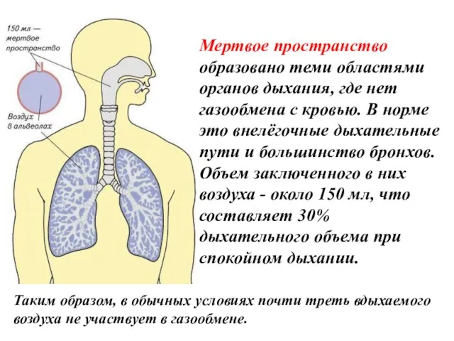 Мертвое пространство образовано теми областями органов дыхания, где нет газообмена с