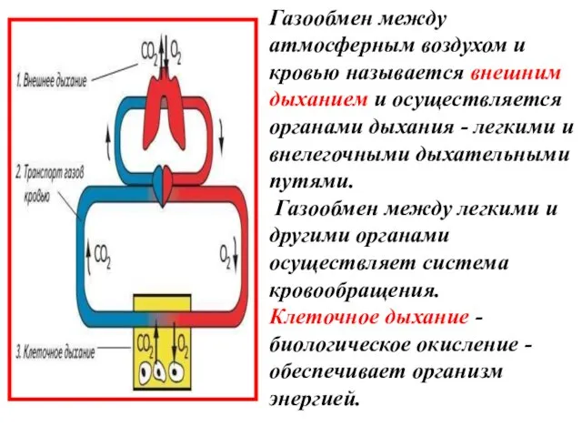 Газообмен между атмосферным воздухом и кровью называется внешним дыханием и осуществляется