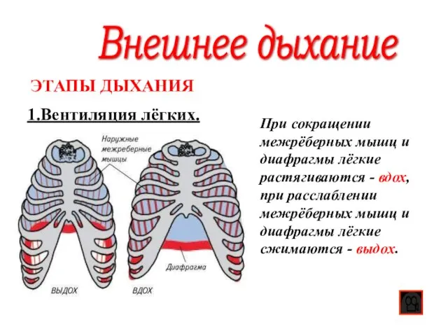 Внешнее дыхание 1.Вентиляция лёгких. ЭТАПЫ ДЫХАНИЯ При сокращении межрёберных мышц и